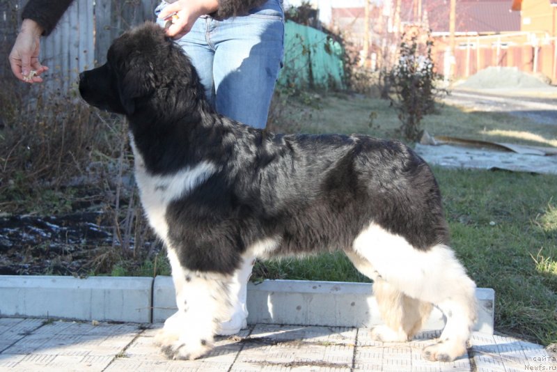 Фото: ньюфаундленд Аквиан Сонг Урмас