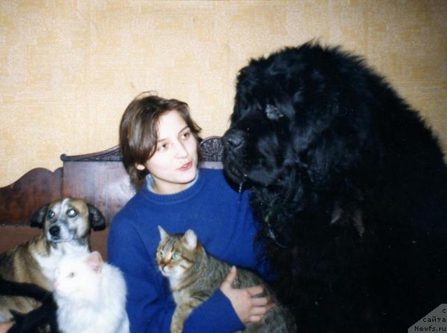 Фото: ньюфаундленд Трули-Грейт Ир Фар