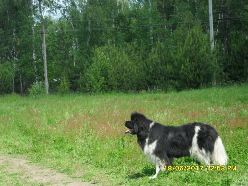 Фото: ньюфаундленд Терра Виктория Авангард