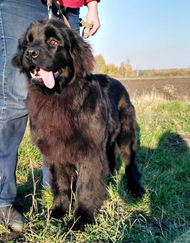 Фото: ньюфаундленд Velyke Malyatko Kralya Karooka