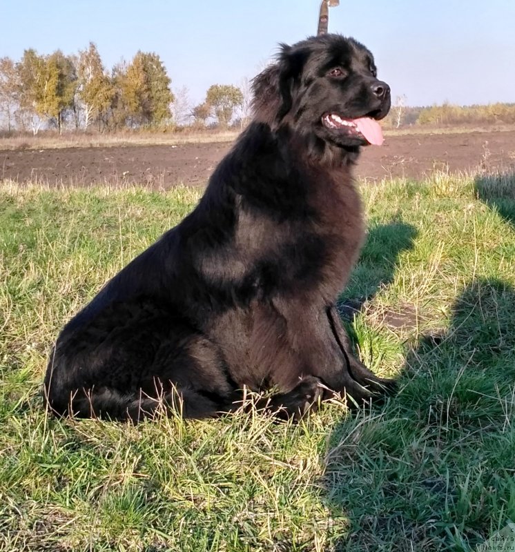 Фото: ньюфаундленд Velyke Malyatko Kralya Karooka