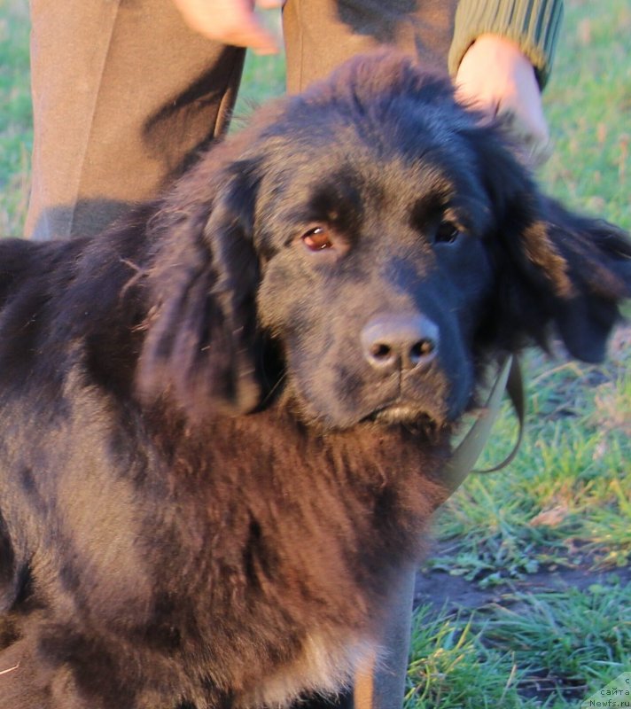 Фото: ньюфаундленд Velyke Malyatko Kalyna Bilotsvitna