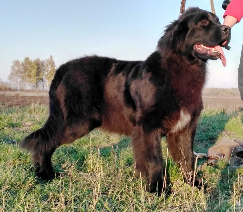 Фото: ньюфаундленд Velyke Malyatko Kalyna Bilotsvitna