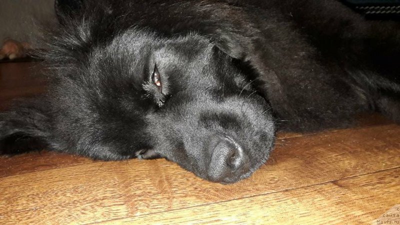 Фото: ньюфаундленд Velyke Malyatko Kupava v Ochereti