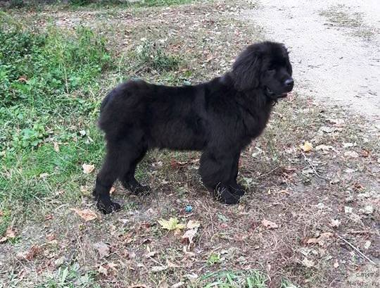 Фото: ньюфаундленд Velyke Malyatko Kupava v Ochereti
