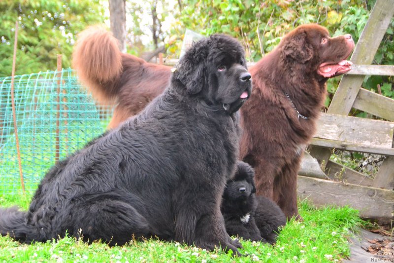 Фото: ньюфаундленд Талисман Моря Ла-Валетта, [17311], ньюфаундленд Акватория Келвин Риверданс (Aquatoriya Kelvin Riverdance)