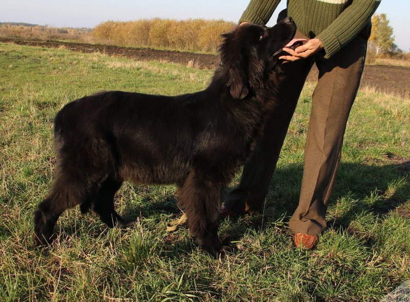 Фото: ньюфаундленд Velyke Malyatko Kyjivs'ka Knyazivna