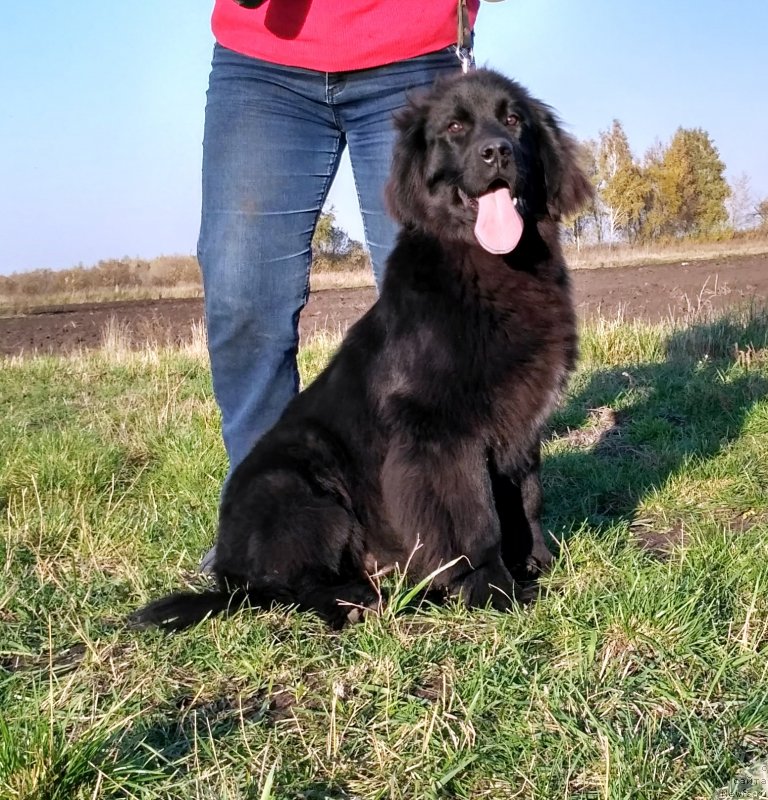 Фото: ньюфаундленд Velyke Malyatko Kyjivs'ka Knyazivna