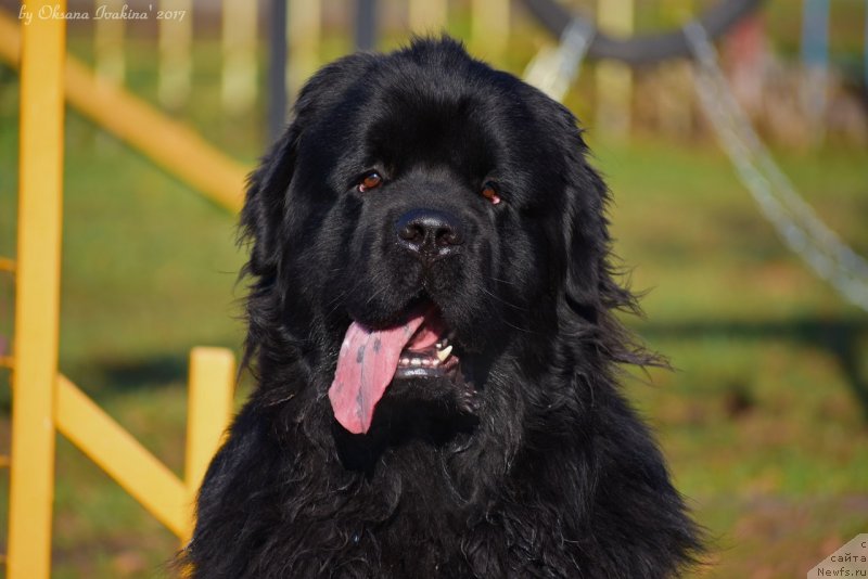 Фото: ньюфаундленд Максимилиан Наследный Принц