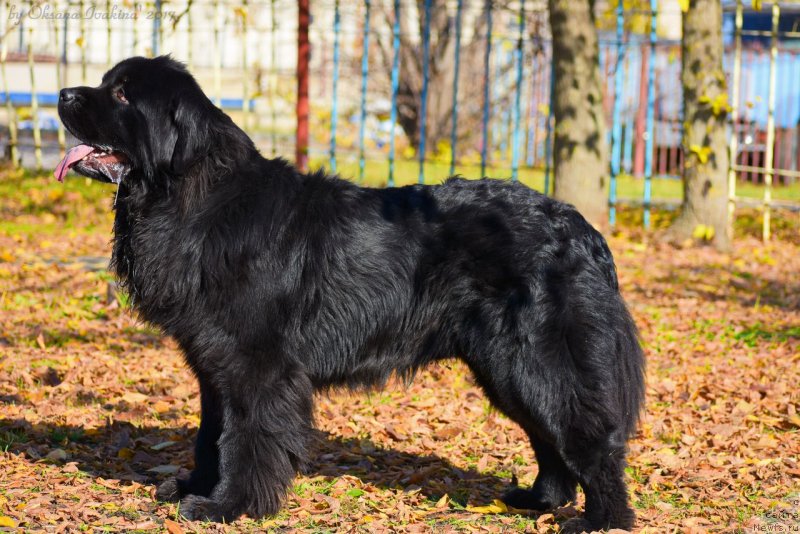 Фото: ньюфаундленд Максимилиан Наследный Принц