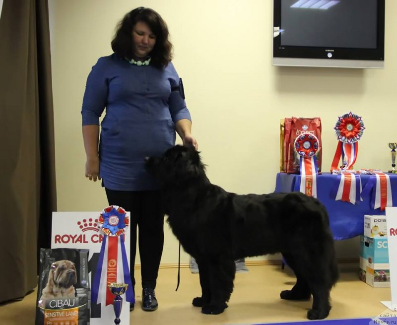 Фото: ньюфаундленд Нежная Карамелька Фиона (Nezhnaya Karamelka Fiona)