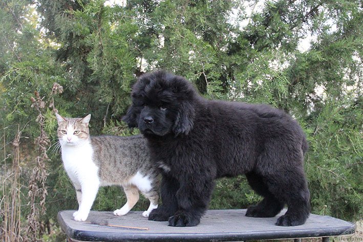 Фото: ньюфаундленд Оригинал с Берега Дона