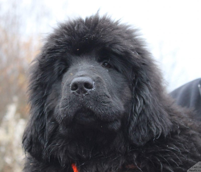 Фото: ньюфаундленд Люси Мод Монтгомери (Lucy Maud Montogomery)