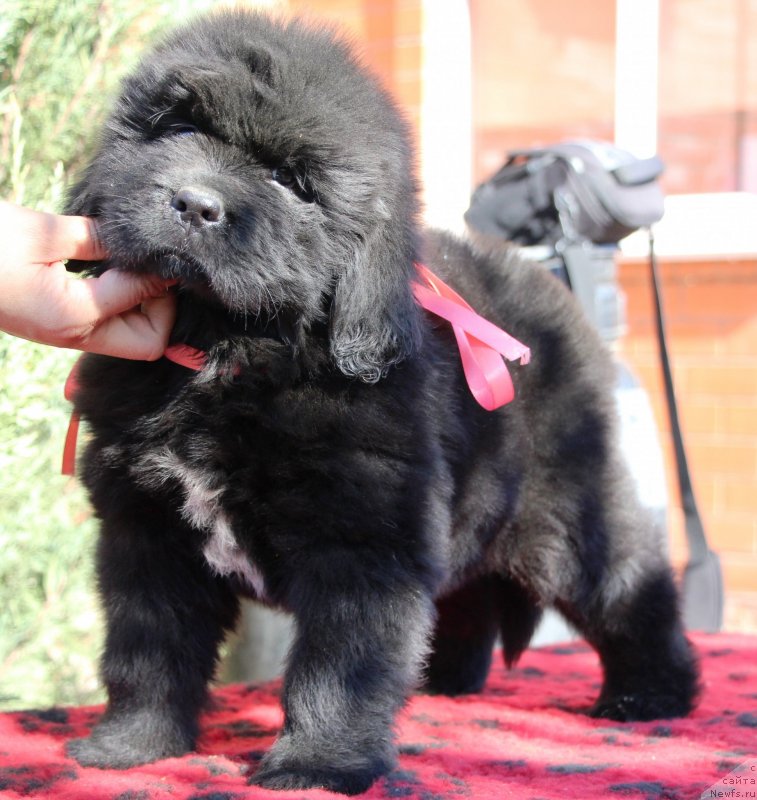 Фото: ньюфаундленд Жемчужина Кубани Королева Кубани