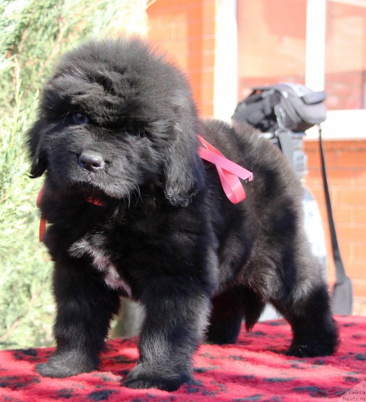 Фото: ньюфаундленд Жемчужина Кубани Королева Кубани