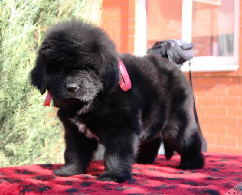 Фото: ньюфаундленд Жемчужина Кубани Королева Кубани
