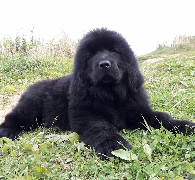 Фото: ньюфаундленд Лилу Мэй Ледфорд (Lily May Ledford)