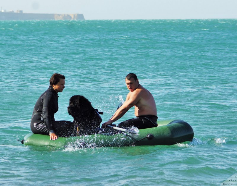 Фото: ньюфаундленд Бегущая по Волнам Вицерой (Beguschaya po Volnam Viceroy)