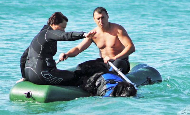 Фото: ньюфаундленд Бегущая по Волнам Вицерой (Beguschaya po Volnam Viceroy)