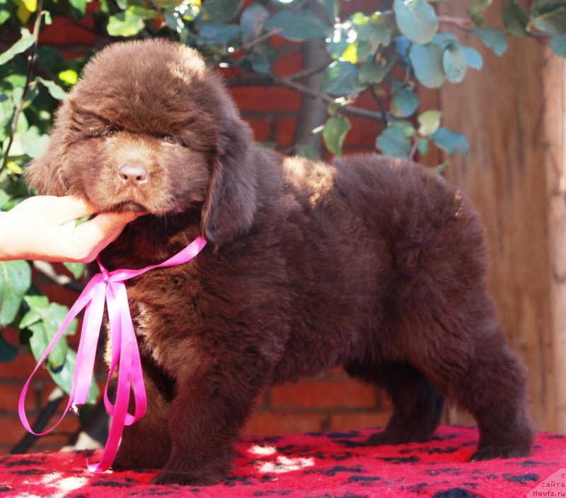 Фото: ньюфаундленд Жемчужина Кубани Краснодарская Княжна