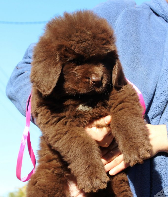 Фото: ньюфаундленд Жемчужина Кубани Краснодарская Княжна