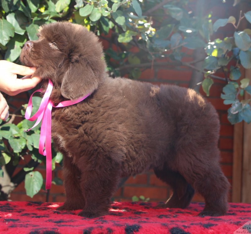 Фото: ньюфаундленд Жемчужина Кубани Краснодарская Княжна
