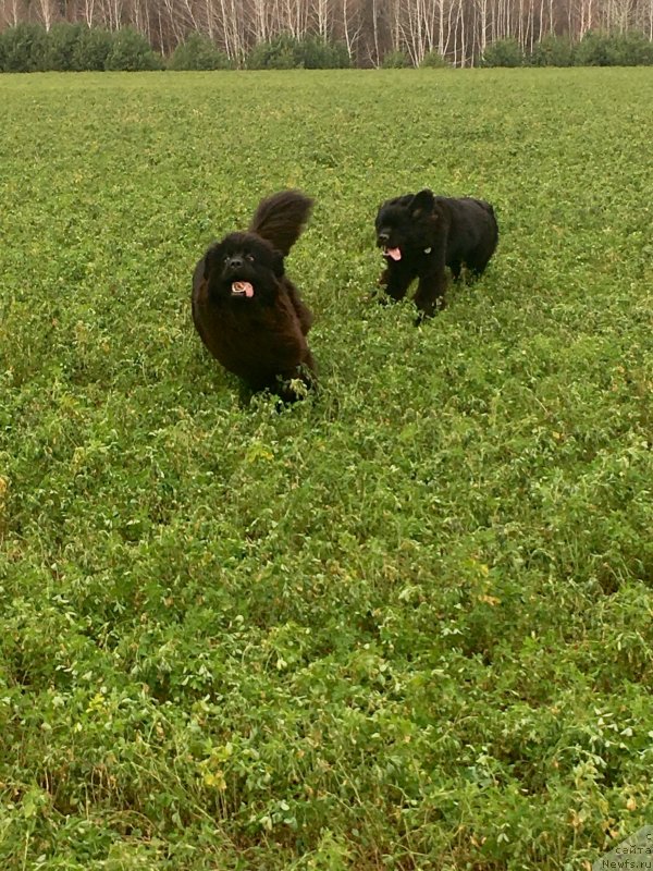 Фото: ньюфаундленд Браунблад MCК Лави Нэман (Brownblood MSK Lavy Neman), ньюфаундленд Моя Стихия Ламборджини (Moya Stikhiya Lamborghini)