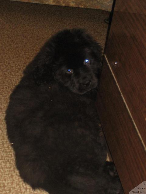 Фото: ньюфаундленд Сент Джонс Реджинальд Филди Арвизу