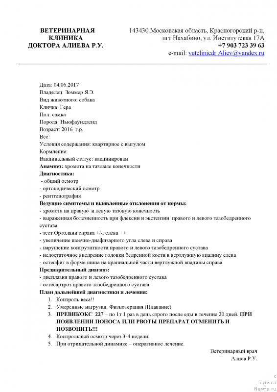 Фото: ньюфаундленд Терра Виктория Европа Плюс