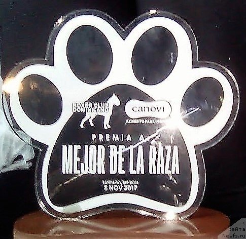 Фото: ньюфаундленд Уотертон-Лейкс Беар Нау энд Форевер Жаде (Waterton-Lakes Bear Now and Forever Zhade)