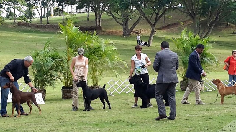 Фото: ньюфаундленд Уотертон-Лейкс Беар Нау энд Форевер Жаде (Waterton-Lakes Bear Now and Forever Zhade)