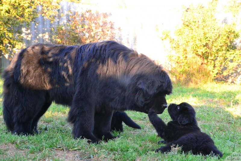 Фото: ньюфаундленд Талисман Моря Ла-Валетта