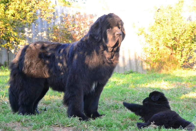 Фото: ньюфаундленд Талисман Моря Ла-Валетта