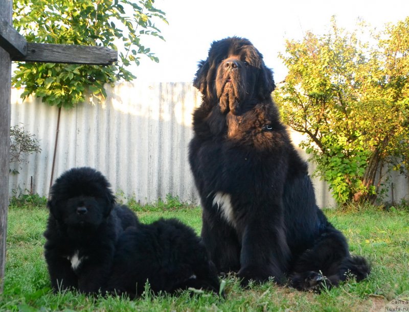 Фото: ньюфаундленд Талисман Моря Ла-Валетта