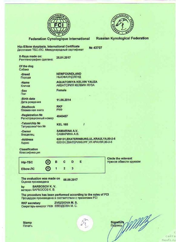 Фото: ньюфаундленд Акватория Келвин Яуза (Aquatoriya Kelvin Yauza), ньюфаундленд Акватория Келвин Яуза (Aquatoriya Kelvin Yauza)