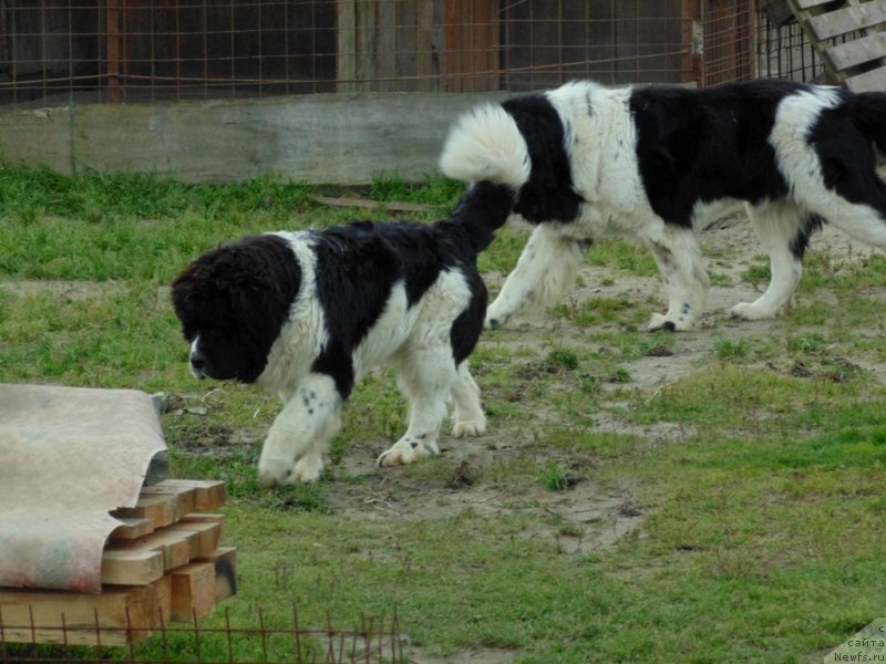 Фото: ньюфаундленд Баффи от Карельских Медведей