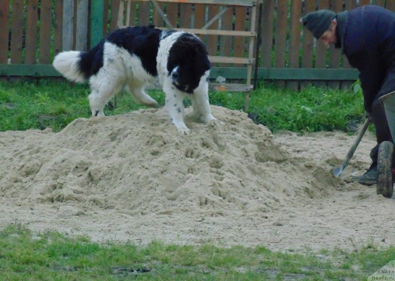 Фото: ньюфаундленд Баффи от Карельских Медведей