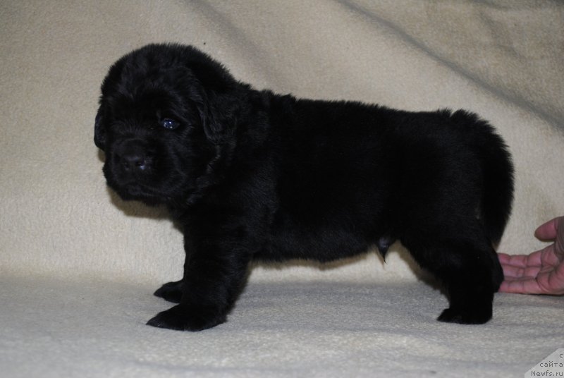 Фото: ньюфаундленд Степная Пальмира Естественно Я Лучший, ньюфаундленд Черный Балу Донна