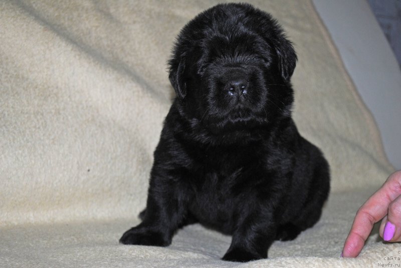 Фото: ньюфаундленд Степная Пальмира Естественно Я Лучший, ньюфаундленд Черный Балу Донна