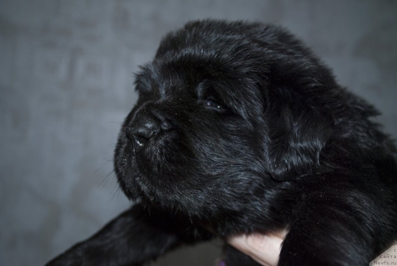 Фото: ньюфаундленд Степная Пальмира Естественно Я Лучший, ньюфаундленд Черный Балу Донна