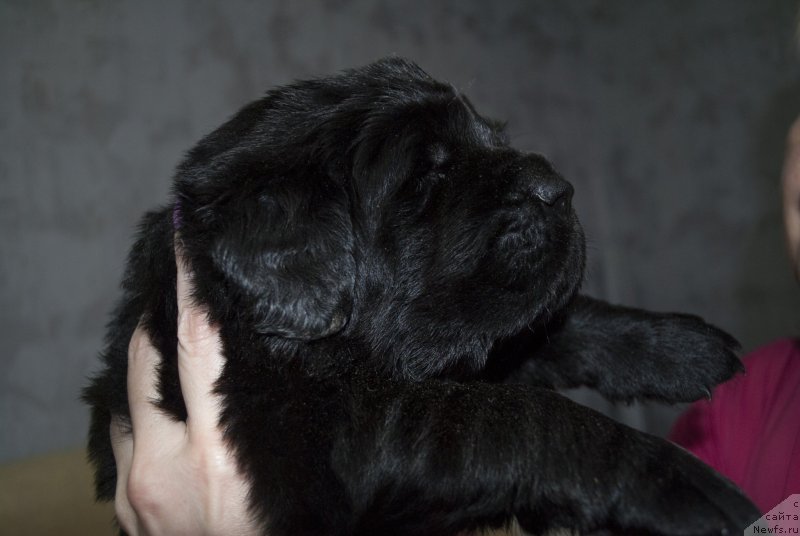 Фото: ньюфаундленд Степная Пальмира Естественно Я Лучший, ньюфаундленд Черный Балу Донна
