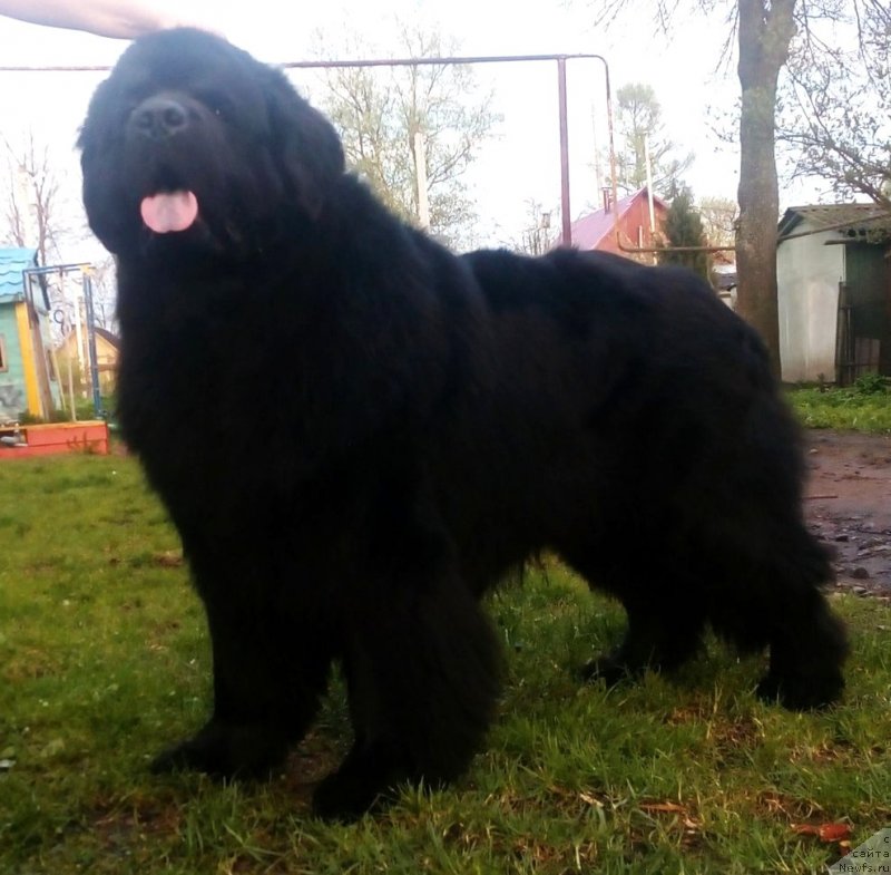 Фото: ньюфаундленд Дар Свезы Сии Энд Эдмире