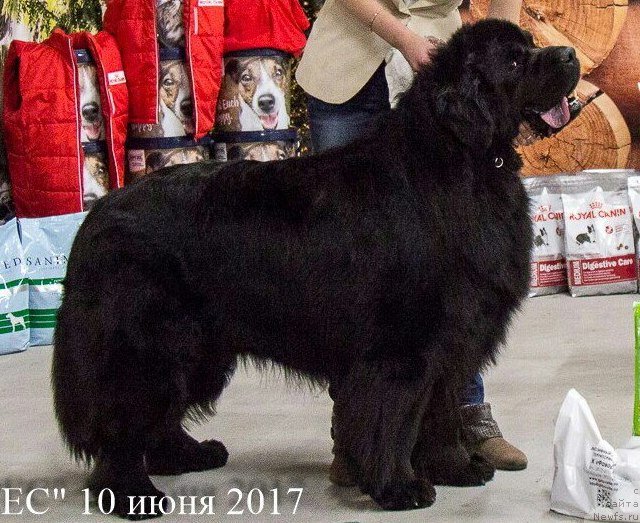 Фото: ньюфаундленд Дар Свезы Сии Энд Эдмире