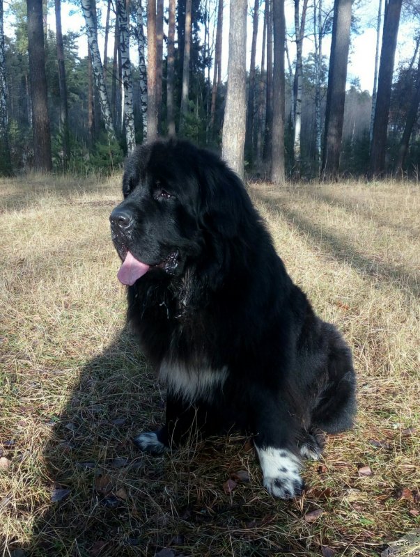 Фото: ньюфаундленд My Frend Newfy' BBs Special Edition