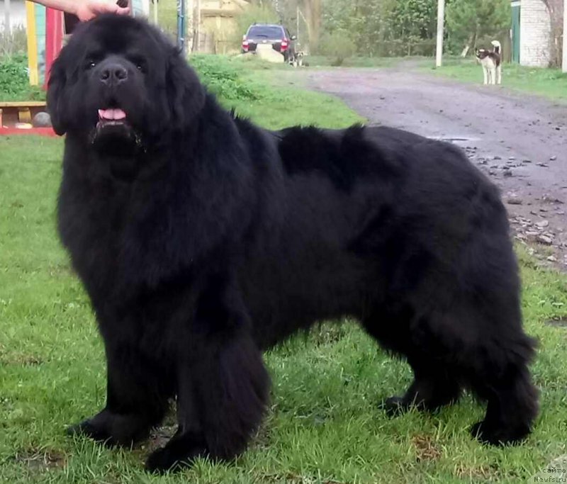 Фото: ньюфаундленд Дар Свезы Сии Энд Эдмире