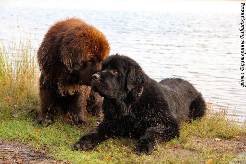Фото: ньюфаундленд Браунблад МСК Абрамс-Стронг (Brownblood MSK Abrams-Strong), ньюфаундленд Черная Мафия Бекаусе И Ам Вортх Ит (Chernaya Mafia Because I Am Worth It)