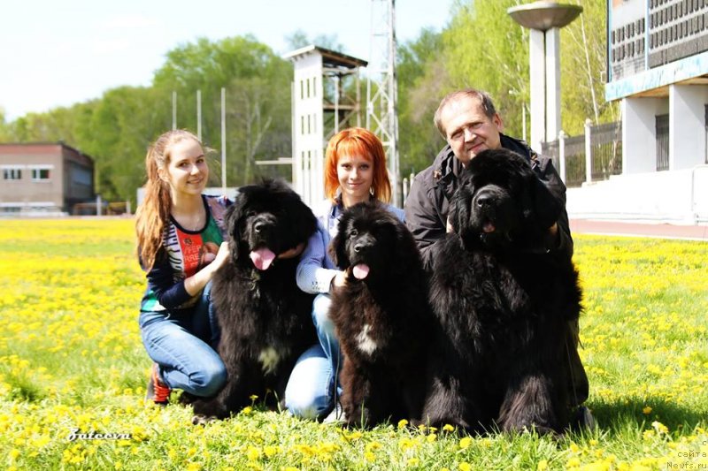 Фото: ньюфаундленд Ньюфорт Азет Абайя, ньюфаундленд Ньюфорт Жорджия, ньюфаундленд Ньюфорт Шон Волмари Триумф (Njufort Shawn Wallmar Triumph)