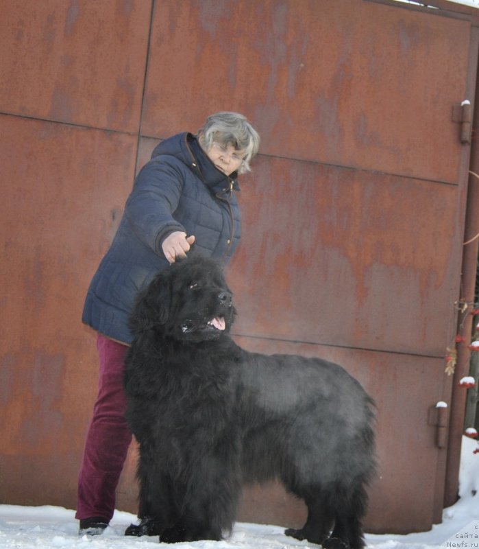Фото: ньюфаундленд Дан'с Мемори Премьер Лига