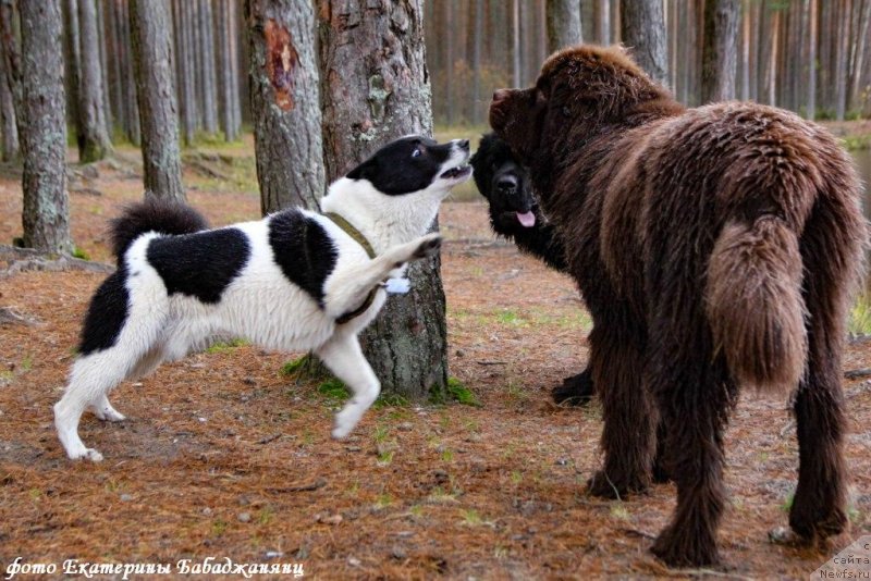 Фото: Фортис, ньюфаундленд Браунблад МСК Абрамс-Стронг (Brownblood MSK Abrams-Strong), ньюфаундленд Черная Мафия Бекаусе И Ам Вортх Ит (Chernaya Mafia Because I Am Worth It)