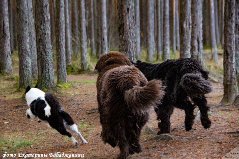 Фото: Фортис, ньюфаундленд Браунблад МСК Абрамс-Стронг (Brownblood MSK Abrams-Strong), ньюфаундленд Черная Мафия Бекаусе И Ам Вортх Ит (Chernaya Mafia Because I Am Worth It)